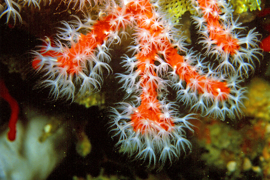 Coral vermell Tercer bloc Creix amb Peix