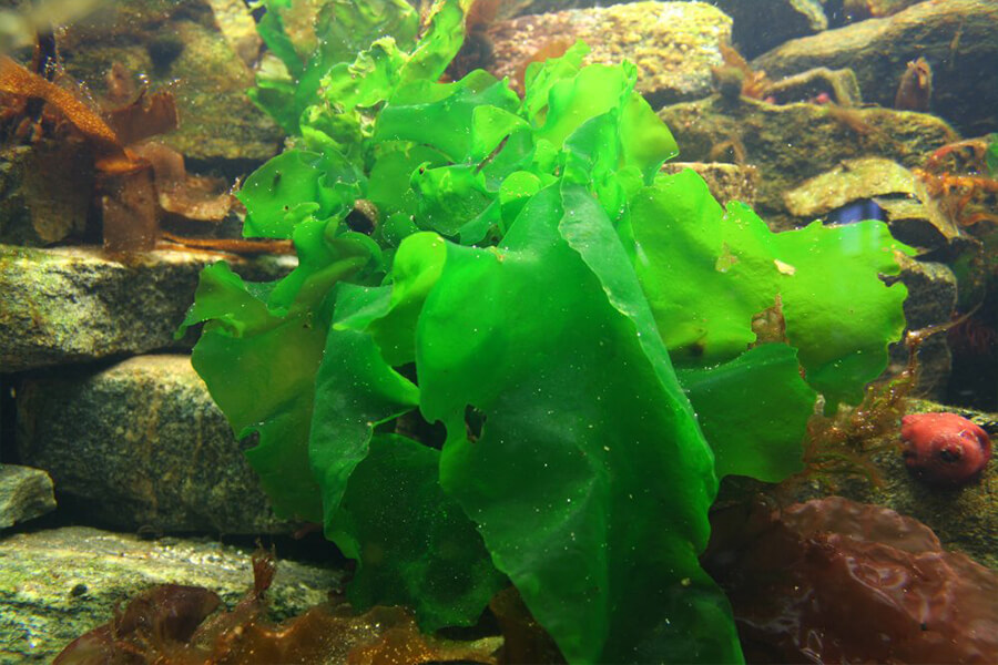 Enciam de Mar alga Tercer bloc Creix amb Peix